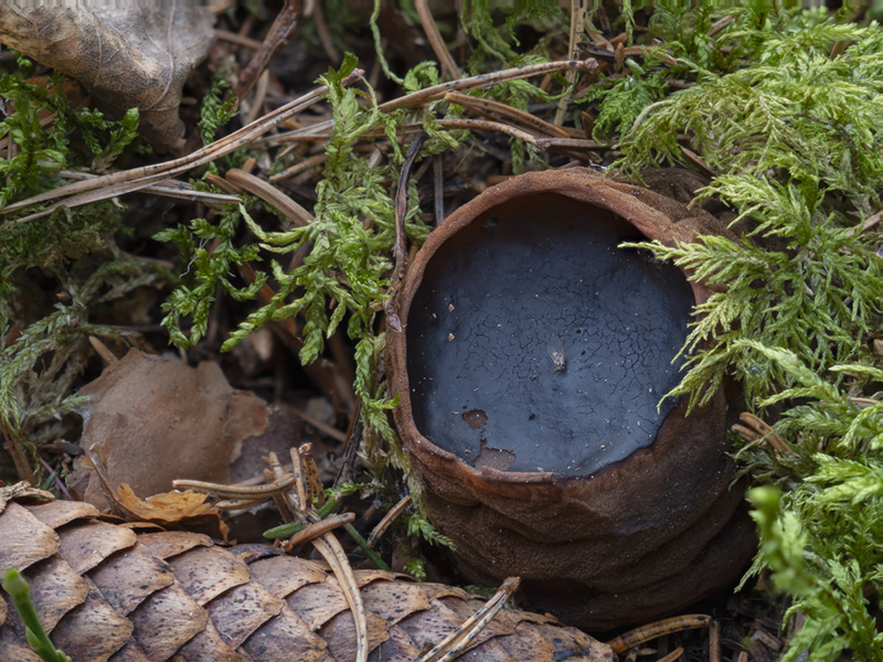 Perenniporia subacida